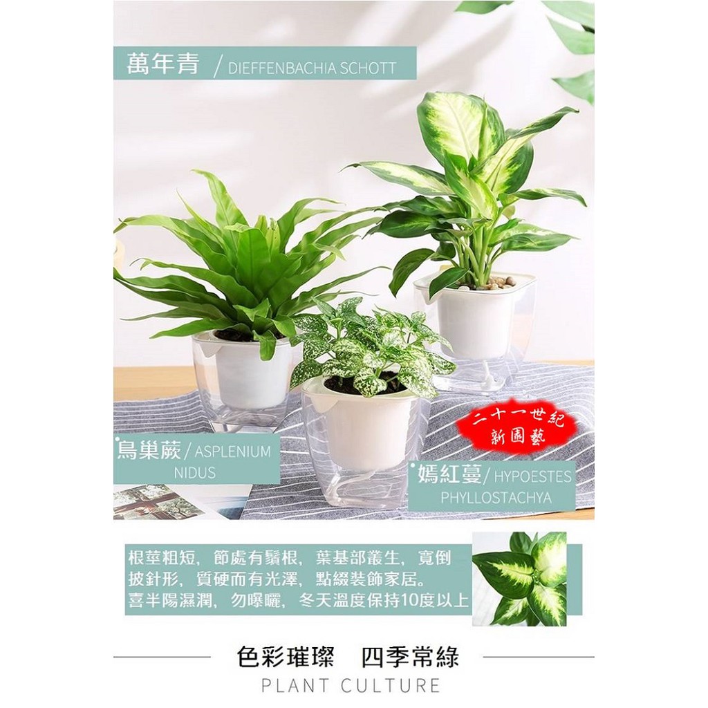 多款室內園藝室內盆栽室內植物水培桌上盆栽桌面盆栽綠植盆栽苔蘚微景觀小品盆栽迷你盆栽創意花盆室內綠植 蝦皮購物