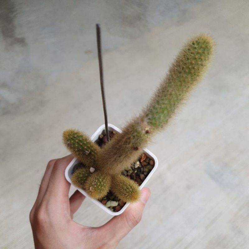 多肉植物尾巴 Ptt Dcard討論與高評價網拍商品 21年9月 飛比價格