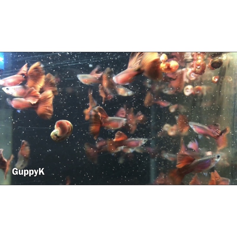 孔雀魚的價格推薦第59 頁 21年11月 比價比個夠biggo