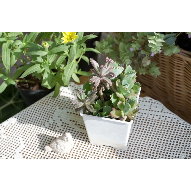 𝙶𝚛𝚊𝚗𝚍𝚖𝚊 𝚜 𝚐𝚛𝚎𝚎𝚗 𝚑𝚘𝚞𝚜𝚎 多肉植物 蕾絲姑娘x不死鳥多肉好朋友組盆新手入門 預購 蝦皮購物