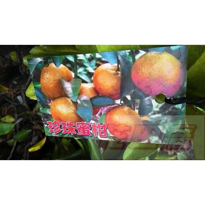 水果苗  珍珠蜜柑  4.5吋盆高40-60cm小巧可愛【花田厝】
