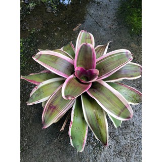 漫活雨林 Neoregelia Morado 魔拉多 /五彩積水鳳梨/觀賞/園藝