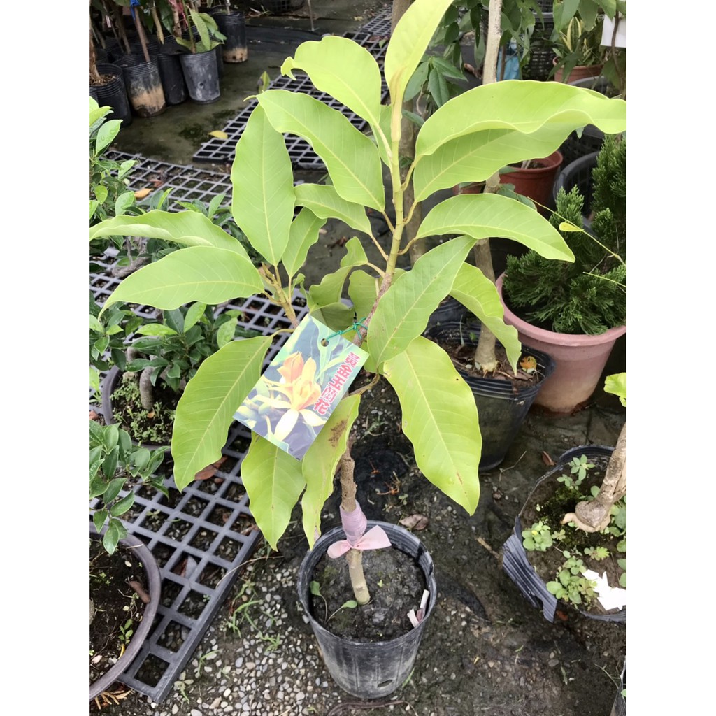 木蘭花盆栽 Ptt Dcard討論與高評價網拍商品 21年11月 飛比價格