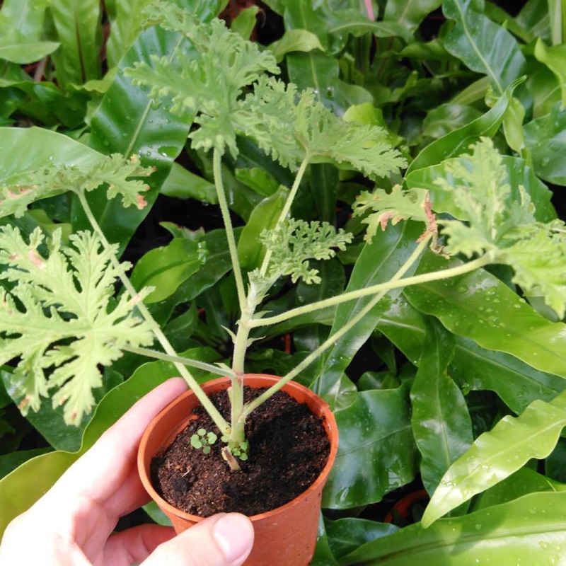 🌳 觀賞植物、綠化空間【 驅蚊樹/防蚊樹 (芽長)】3吋盆