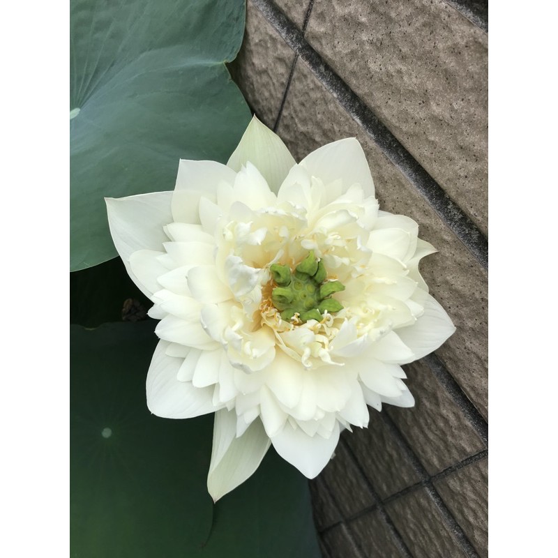 荷花碧雲 藝蓮苑茗荷 蝦皮購物