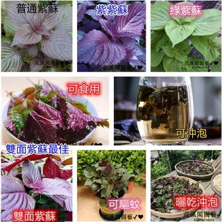紫蘇種的價格推薦 21年9月 比價撿便宜