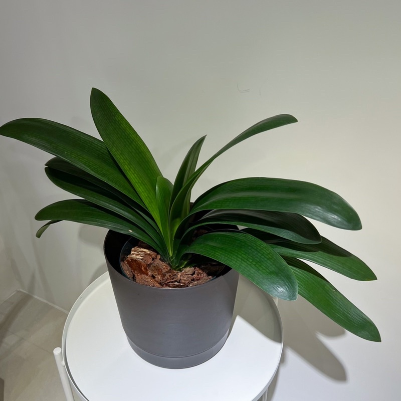 原植 君子蘭 富貴之花 淨化空氣 大尺寸難尋 辦公室植物 客廳植物 5吋 8吋 蝦皮購物