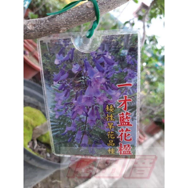 花田厝 喬木一才藍花楹 矮性早花品種 紫雲木 巴西紫葳 非洲紫葳花8吋盆高30 50cm 蝦皮購物