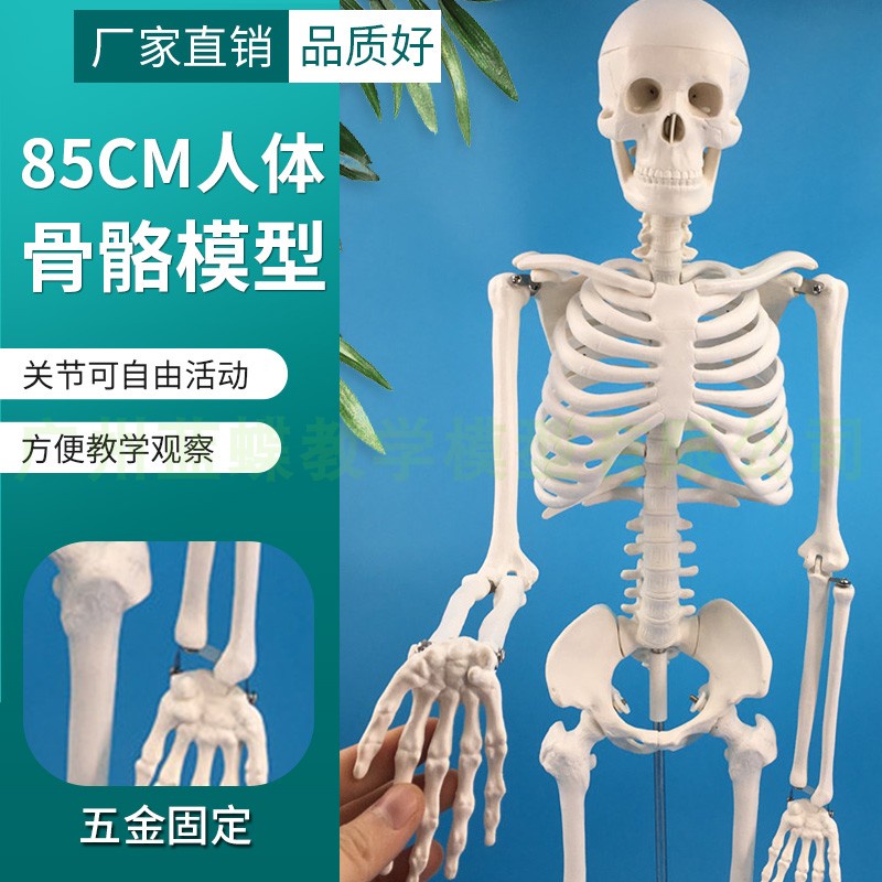 ♥❤85CM人體骨骼模型 標準醫用骷髏骨架小針刀骨骼解剖模型脊柱模型