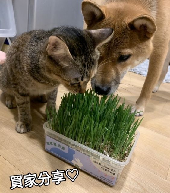 貓草魔法盒 內含三種貓草種子 大麥草種子 小麥草種子 Diy貓草by蔡小魚和蔡娜美 蝦皮購物