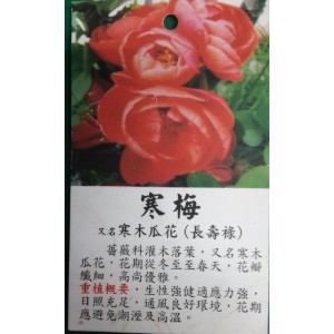 一禪種苗園 萬壽梅 木瓜花 寒更紗 寒梅 不挑花色 小的 觀景盆栽 蝦皮購物