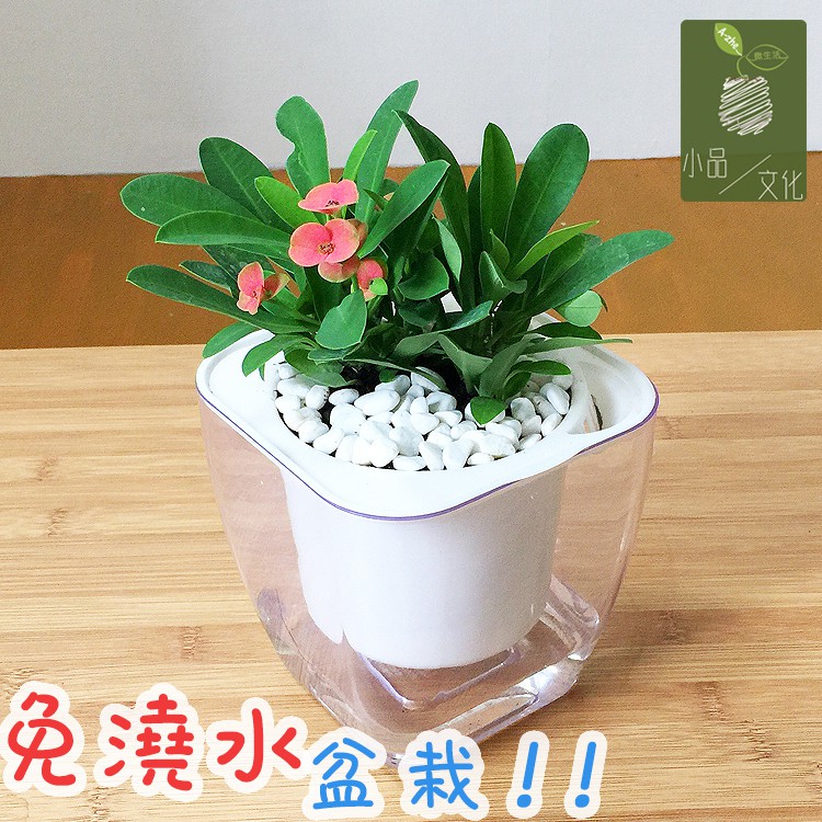 【現貨】【小品文化】麒麟花 4吋透明懶人盆栽 加水更方便 觀葉植物 陽台植物 自動吸水 水培 創意花盆 居家辦公盆花