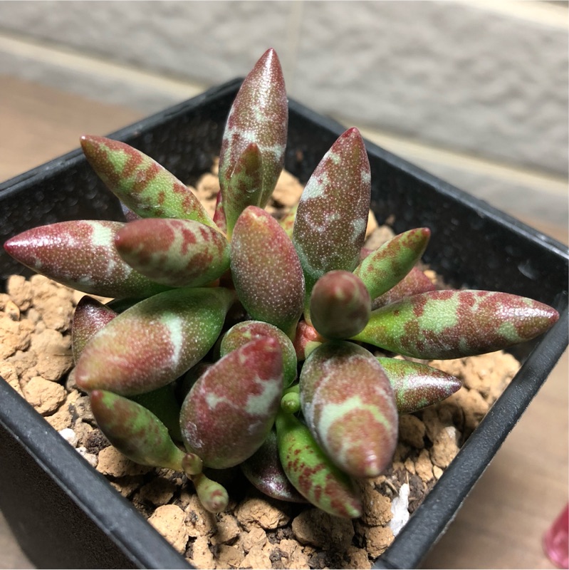 質感居家花鹿天章赤水玉天章天章多肉植物療癒綠化 蝦皮購物