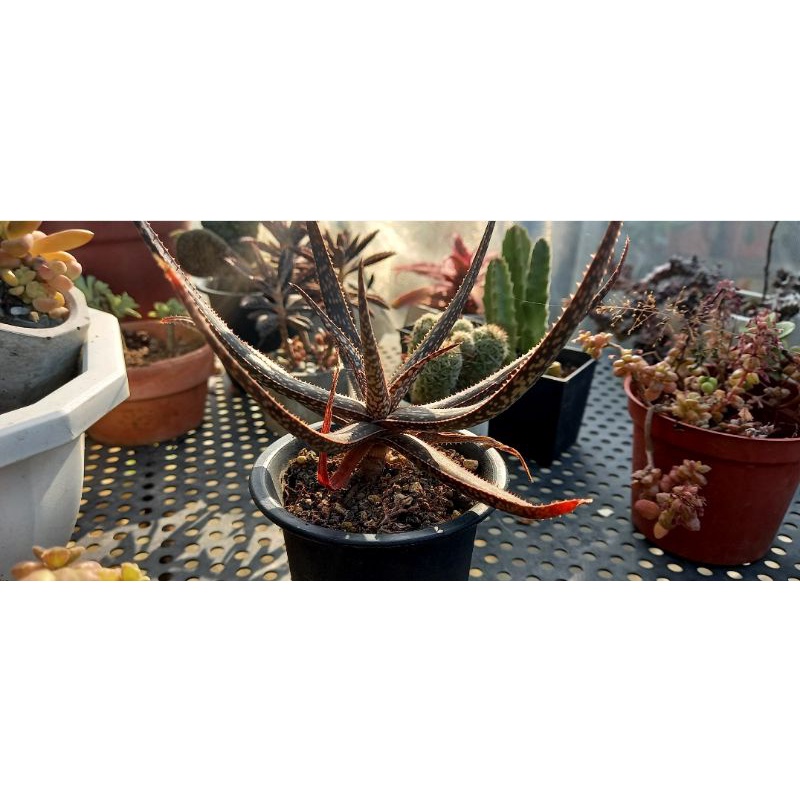 夏型種 多肉選財succulent Choosing Money貝氏蘆薈多肉植物瀕臨植物 蝦皮購物