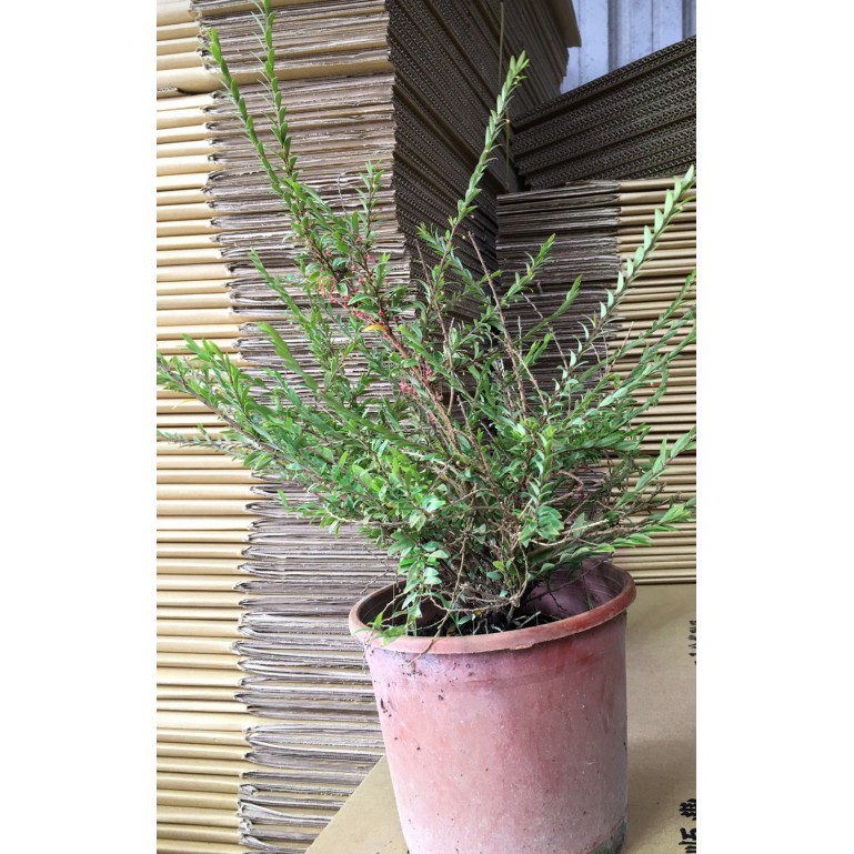 花囍園 圍籬植物 錫蘭葉下珠 莖多分枝 花期6 8月 6吋高約10 cm 特價110 蝦皮購物