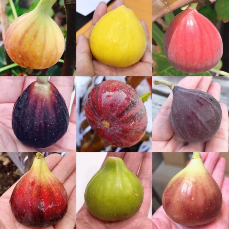 無花果嫁接苗高壓苗盆栽 可詢問品種 預購 下單前請確認庫存請勿直接下單 樹苗水果苗果樹特殊品種西班牙 蝦皮購物