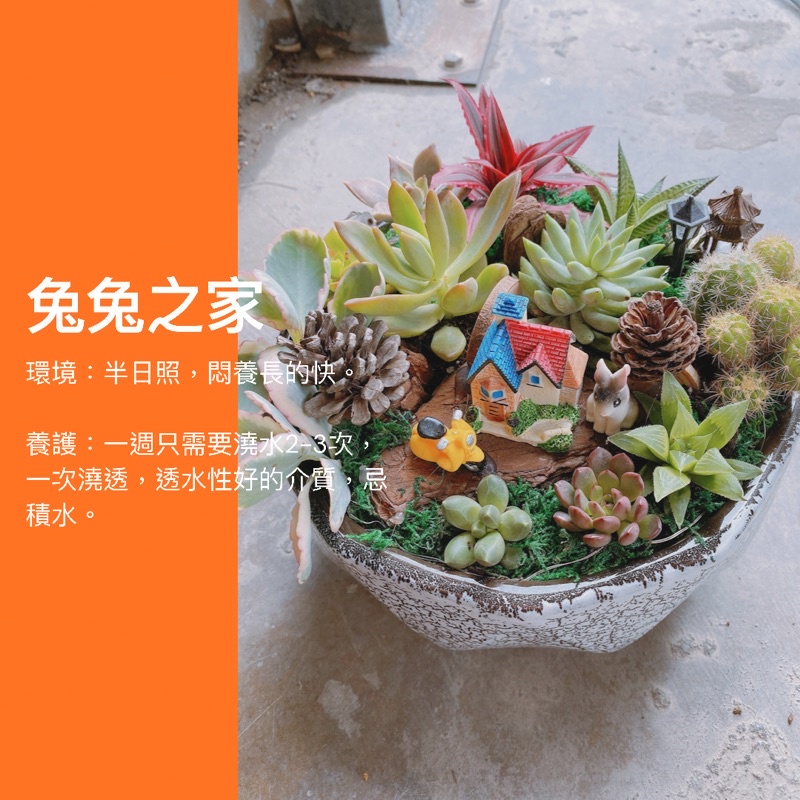 Led燈原創設計兔兔之家意境多肉盆栽開幕盆栽多肉植物網紅植物室內植物綠化盆栽陽台植物 蝦皮購物