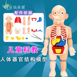 台灣現貨🧸人體器官模型玩具 兒童科教人體器官模型 人體構造 人體器官 早教 拼插玩具 認知 玩具 3D蒙特梭利拼圖