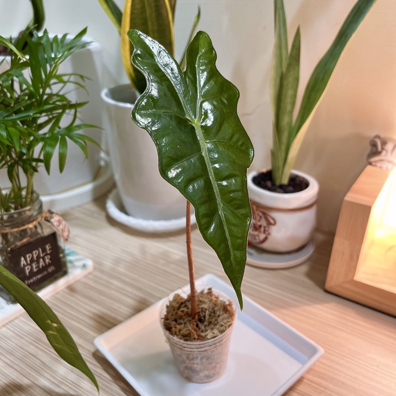 🪴一物一拍｜諾比觀音蓮alocasia nobilis｜觀葉植物｜室內植栽🪴