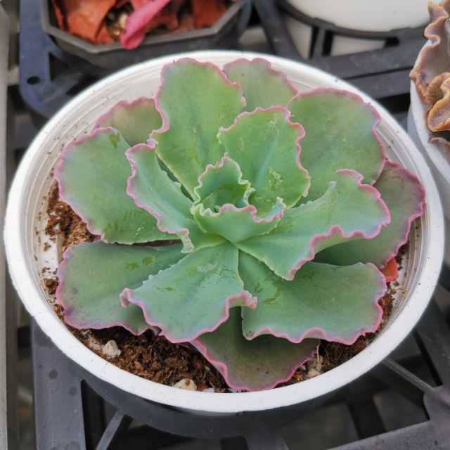 多肉植物，大卷葉，藍弧