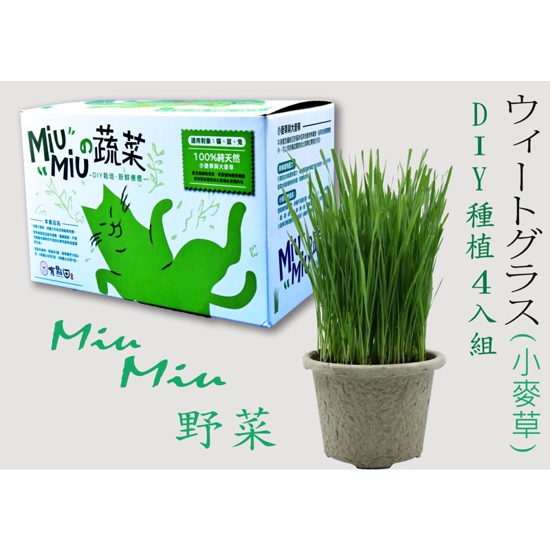 Miu Miu DIY自種小麥草 / 貓草 / 生鮮貓草 /無毒麥草/盒裝4入