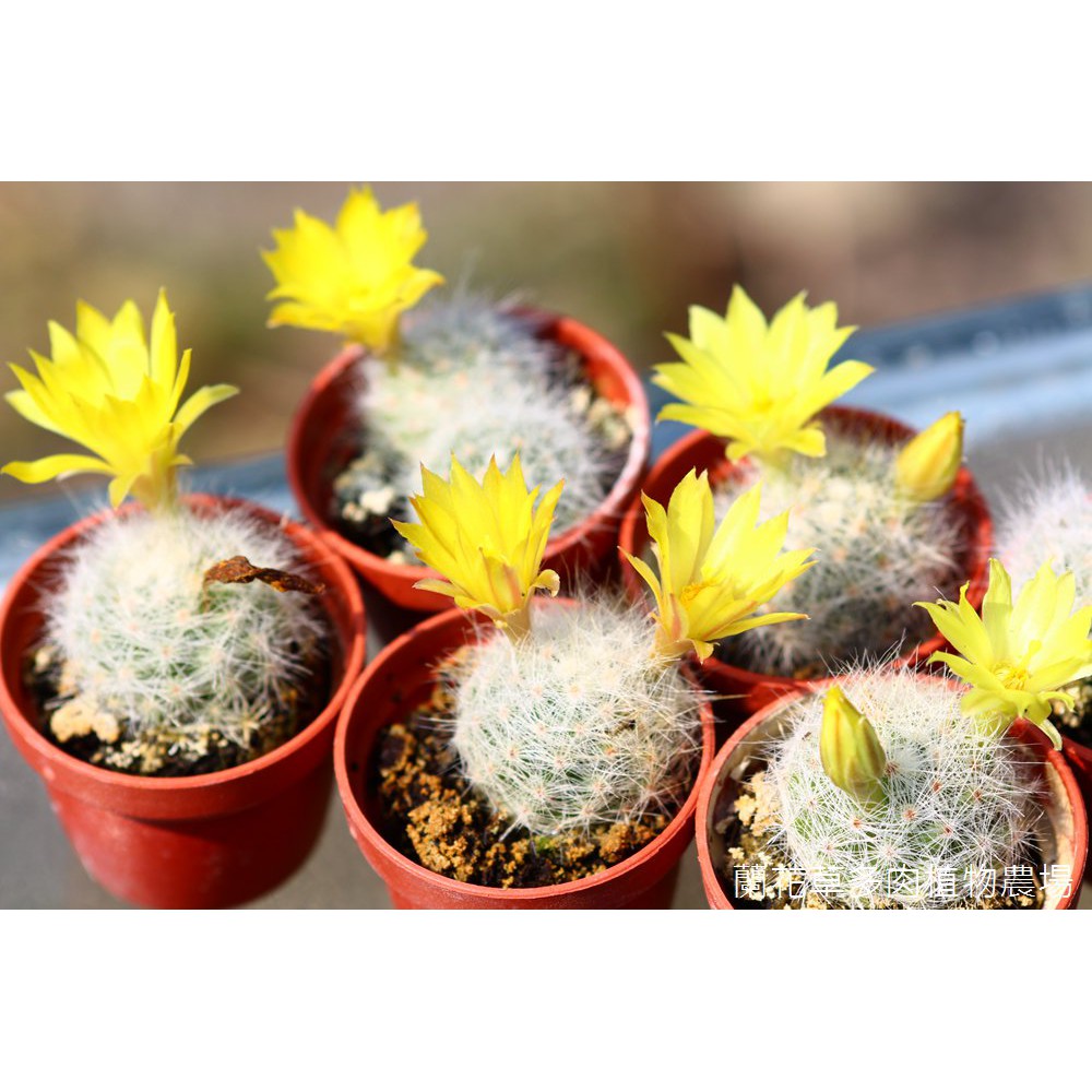 1吋迷你盆 香花丸 目前無開花 仙人掌 蘭花草園藝 蝦皮購物