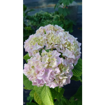 日系紫陽花 昭和大島 蝦皮購物