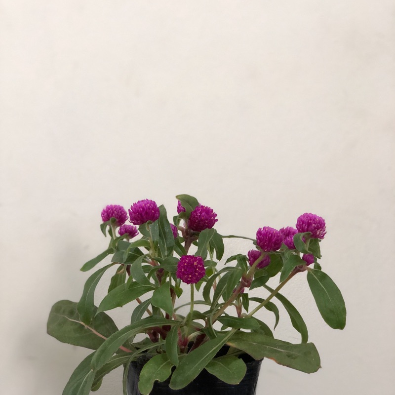 Greensoul 千日紅 3吋黑膠盆圓仔花百日紅火球花紅繡球永生花乾燥園藝文青一年生草本花卉 蝦皮購物