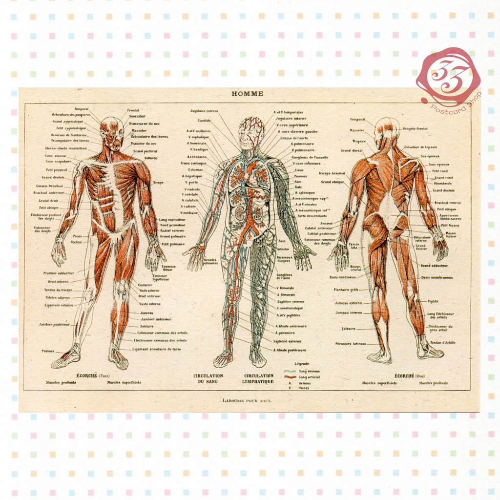 33明信片本舖 台灣文創明信片尼森人體解剖插畫明信片 單張入 蝦皮購物