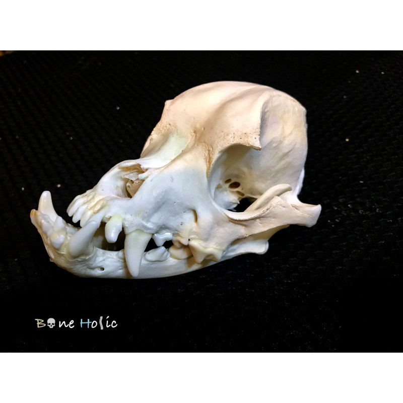 Boneholic頭骨標本 法國鬥牛犬頭骨 蝦皮購物