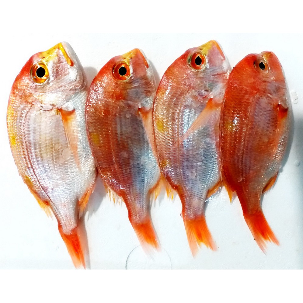 特價商品區海赤宗魚 中 大 蝦皮購物