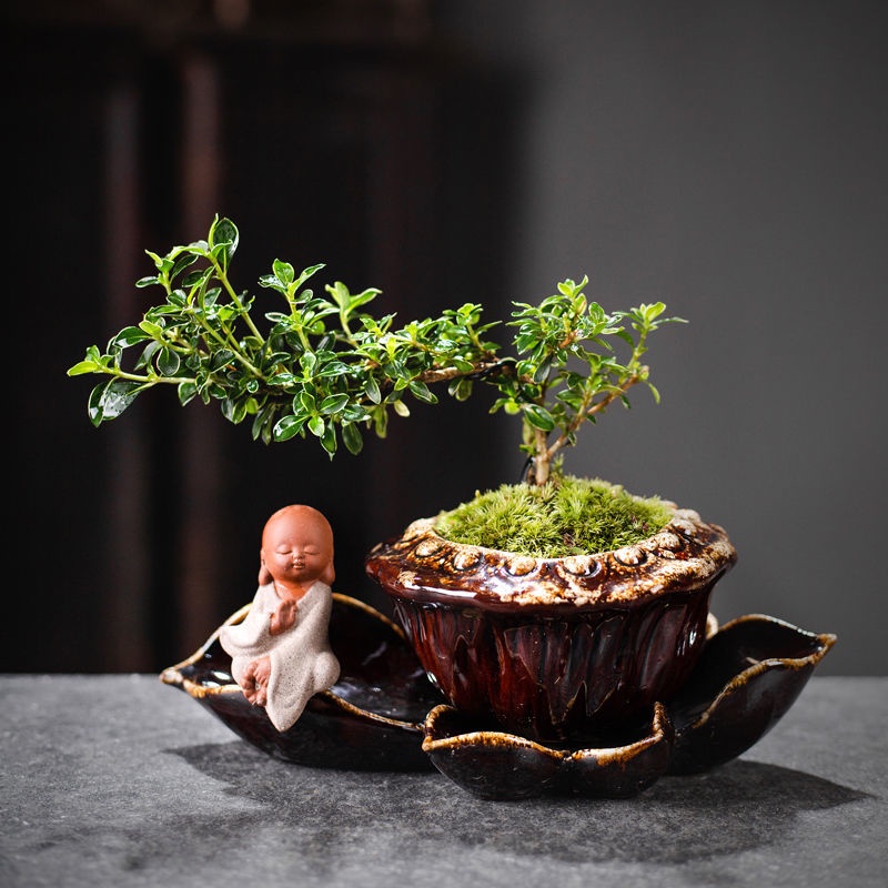 六月雪盆栽的價格推薦 21年8月 比價比個夠biggo