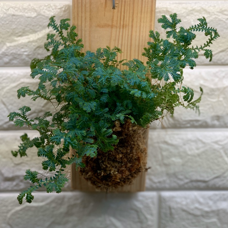 藍草上板植物 文青風 蝦皮購物