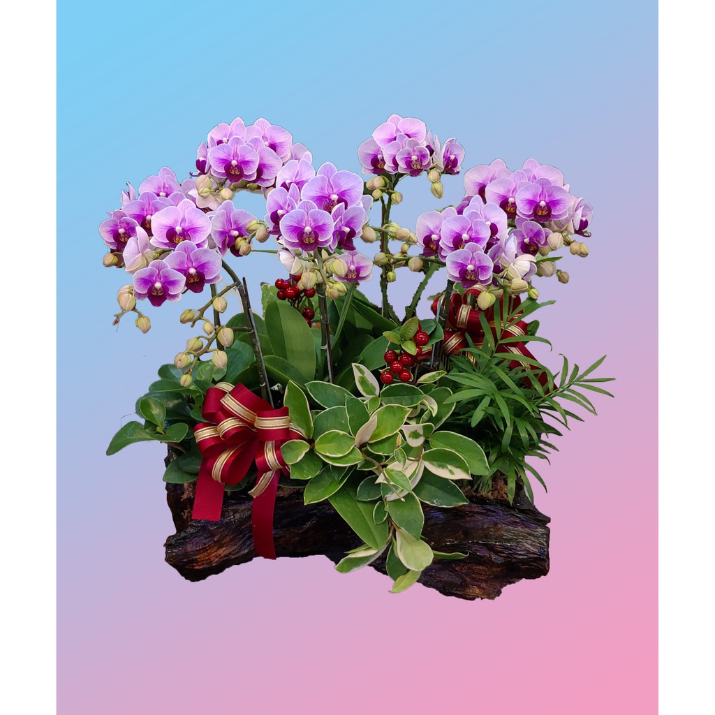 寶貝 粉紅系 蝴蝶蘭 蘭花 祝賀組合桌上盆栽 心福花坊 蝦皮購物