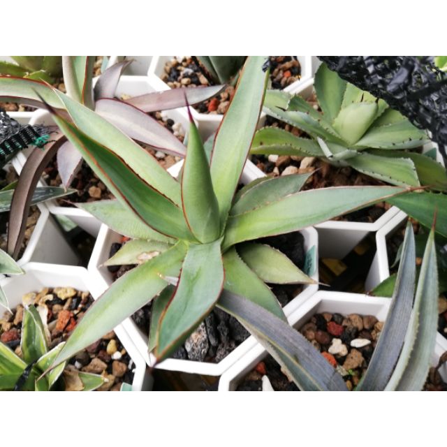 龍舌蘭 Agave 瀧雷(長葉型)