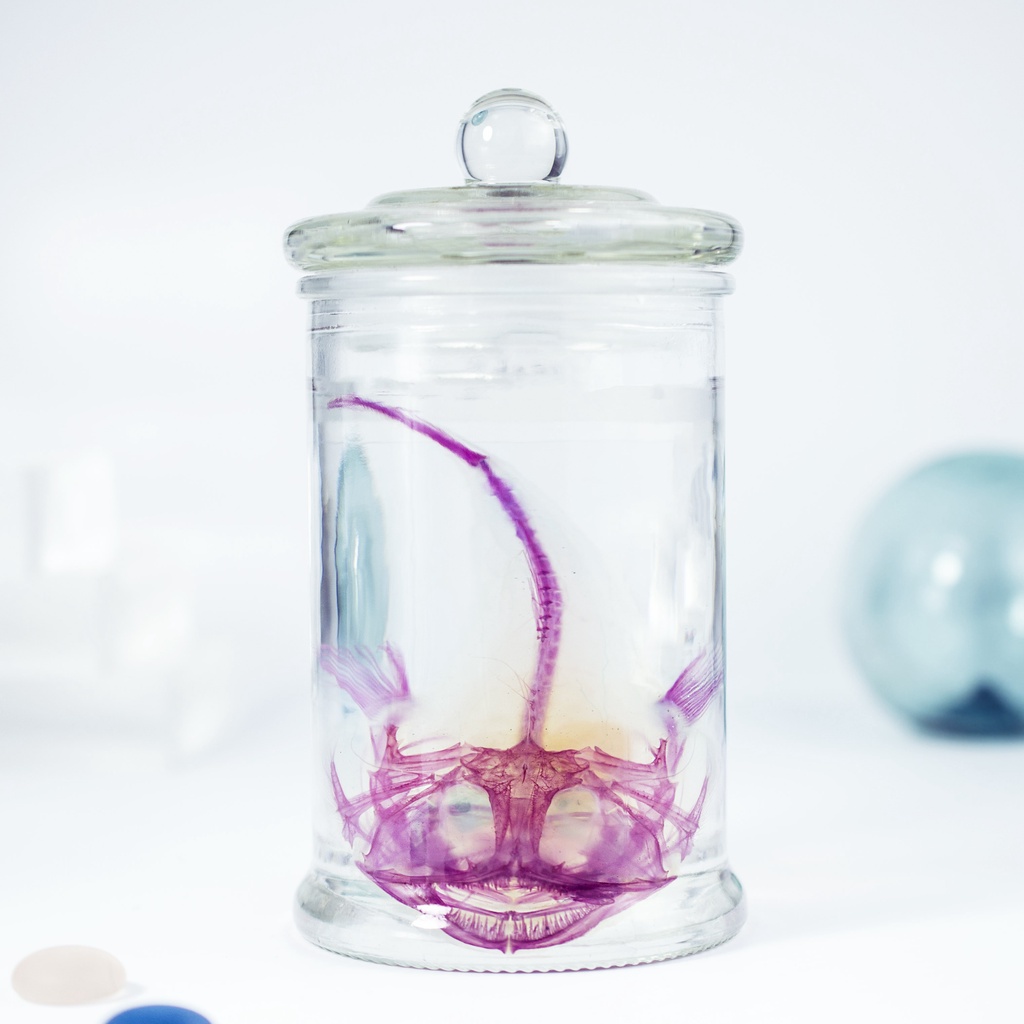 海琉工作室 透明生物標本 永保安康 深海鮟鱇魚lophiidae 蝦皮購物