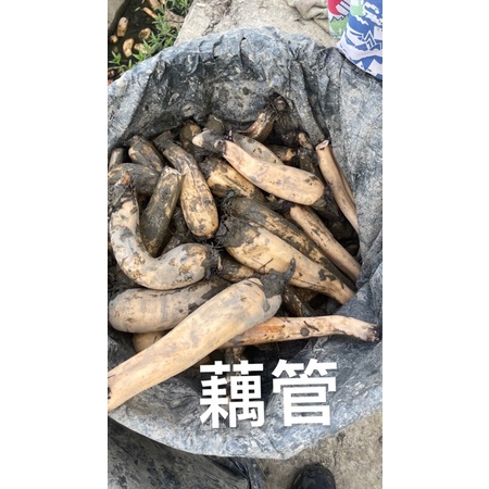 《禾益農產行》台灣在地小農自產自銷新鮮蓮藕🧑🏻‍🌾藕管下單區
