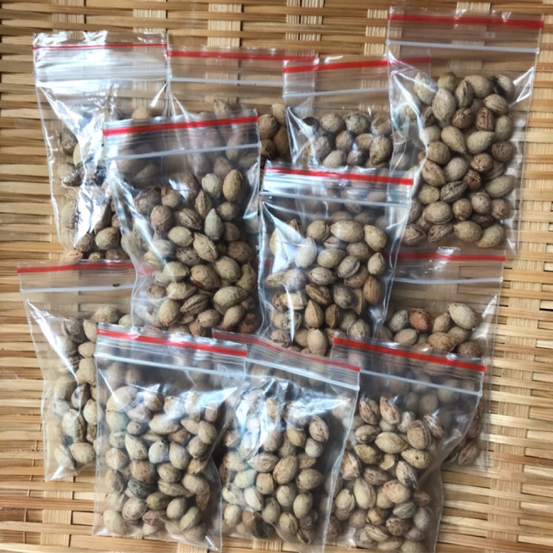 22新鮮上市 山櫻花 緋寒櫻 種子 蝦皮購物