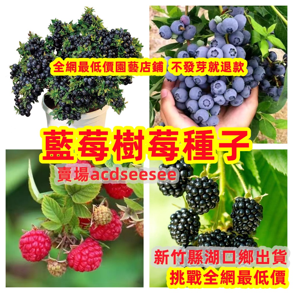 藍莓樹種子樹莓種子盆栽樹莓野生樹莓四季種植盆栽地栽生長旺盛果實豐碩 蝦皮購物
