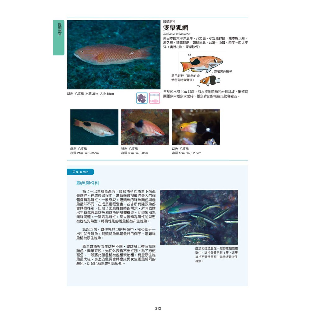 海水魚圖鑑 蝦皮購物