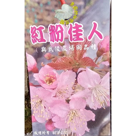 4吋黑軟盆 [ 紅粉佳人櫻花苗 櫻花盆栽 ] 多年生植物. 天氣太冷太熱都會掉葉!  不是隨時有貨.購買前先詢問清楚!