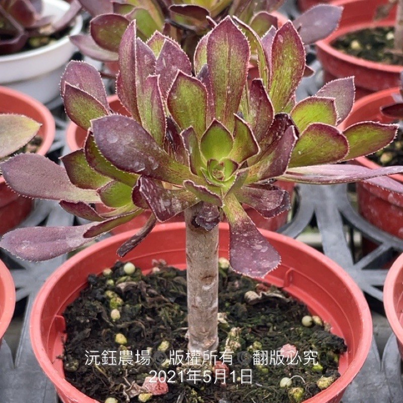 沅鈺農場多肉植物老顆黑法師 容易掉芽 蝦皮購物