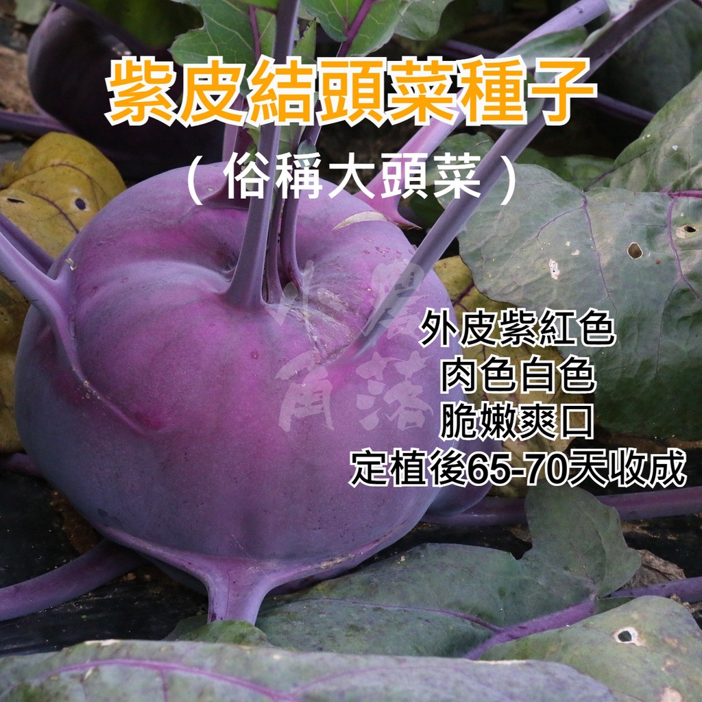 【現貨。不用再問】紫霞 結頭菜 紫皮大頭菜 種子 （一份5公克約1200粒） 紫色球莖甘藍  紫色大頭菜 蔬菜種子 紫色