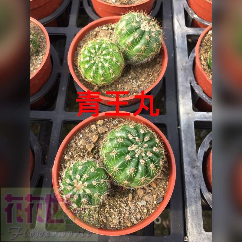 花花世界_多肉植物*青王丸仙人掌-青王球3吋盆單株高5cm