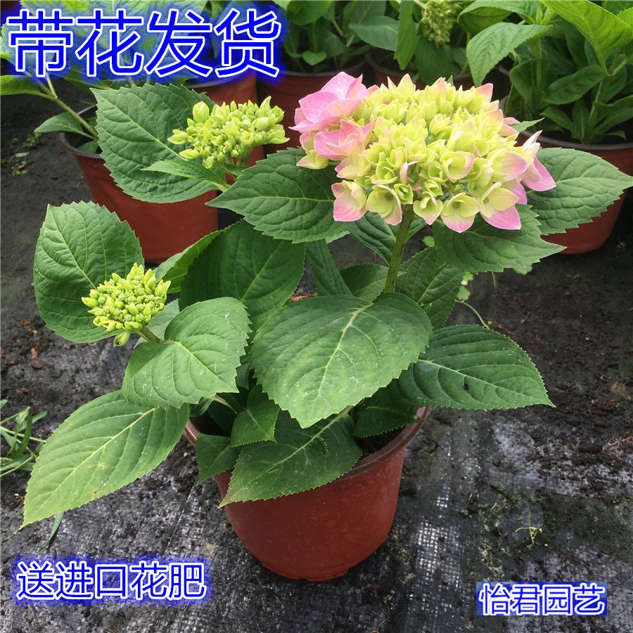 無盡夏繡球花苗八仙花盆栽庭院陽臺室內耐寒植物四季開花好養花卉 蝦皮購物