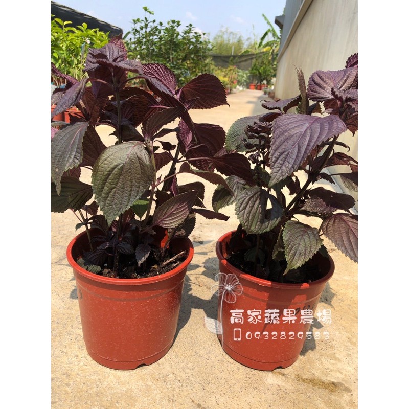 紫蘇苗 Ptt Dcard討論與高評價網拍商品 21年8月 飛比價格