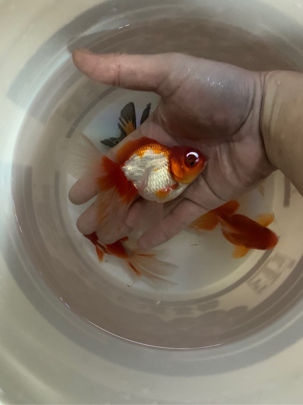 飼料金魚獅頭泰國獅頭泰獅 蝦皮購物
