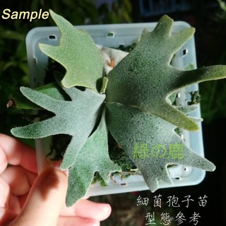 (現貨免運費）3公分細菌孢子苗/單顆販售 侏儒鹿角蕨Bacteria sporeling 最小鹿角蕨