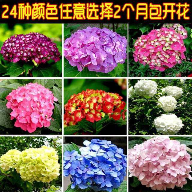 紫陽花盆栽 Ptt Dcard討論與高評價網拍商品 21年9月 飛比價格