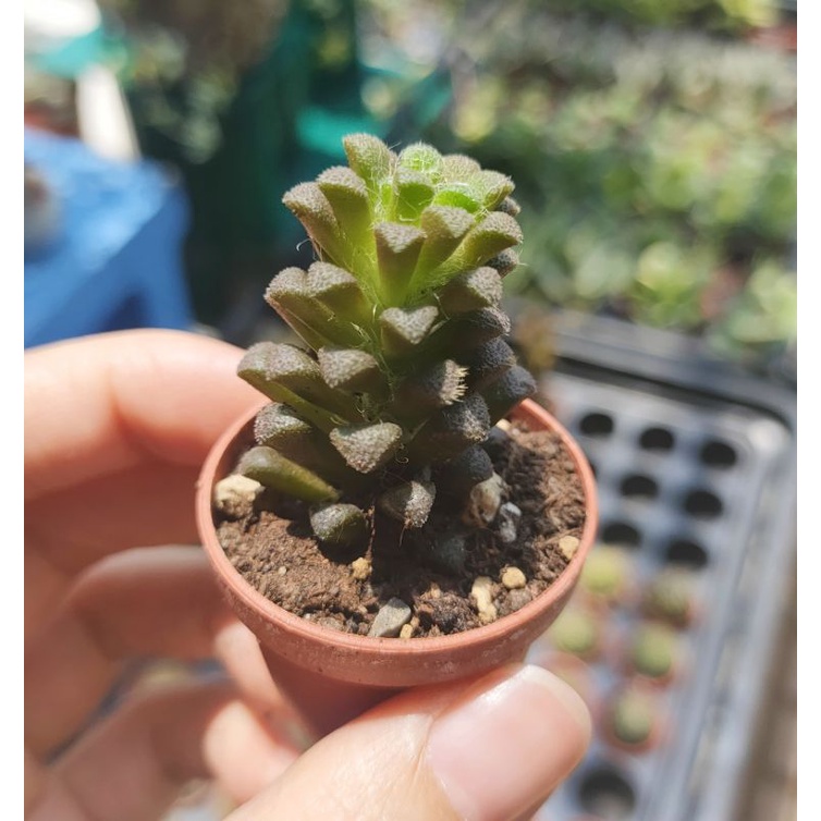 1吋盆 花吹雪 多肉植物 5盆100 蝦皮購物